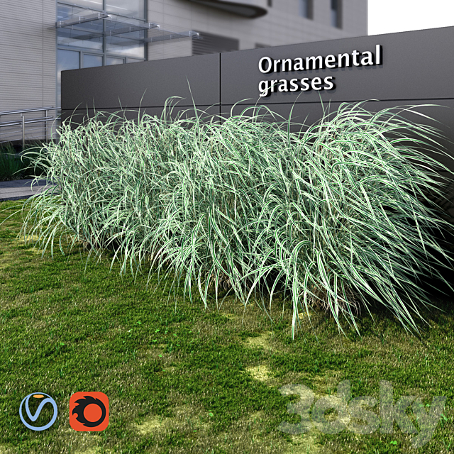 Ornamental grass striped 3ds Max - thumbnail 2