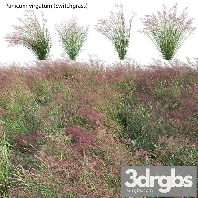 Panicum Virgatum Switch Grass 3dsmax Download - thumbnail 1