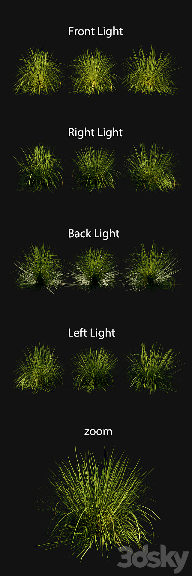 Pennisetum Purpureum 3DS Max Model - thumbnail 2