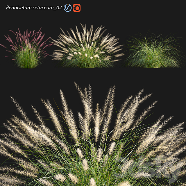 Pennisetum setaceum_02 3ds Max - thumbnail 1