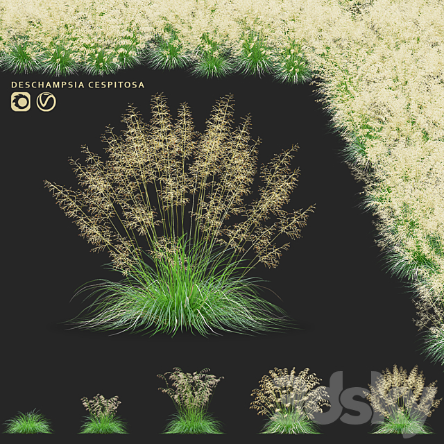 Pike soddy meadow | Deschampsia cespitosa 3ds Max - thumbnail 1