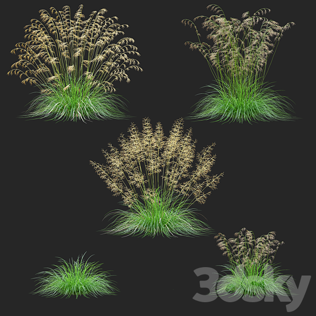 Pike soddy meadow | Deschampsia cespitosa 3ds Max - thumbnail 2