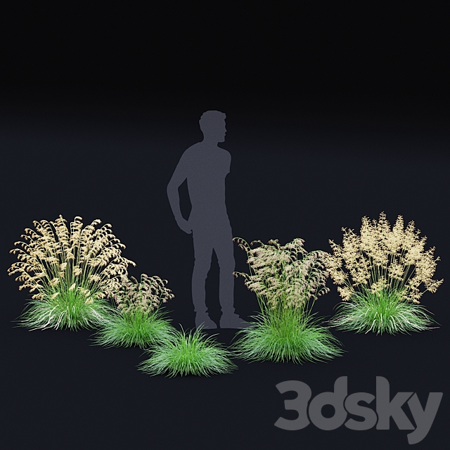 Pike soddy meadow | Deschampsia cespitosa 3ds Max - thumbnail 3