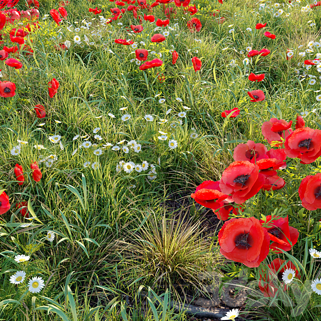 Poppy flower field 3ds Max - thumbnail 1