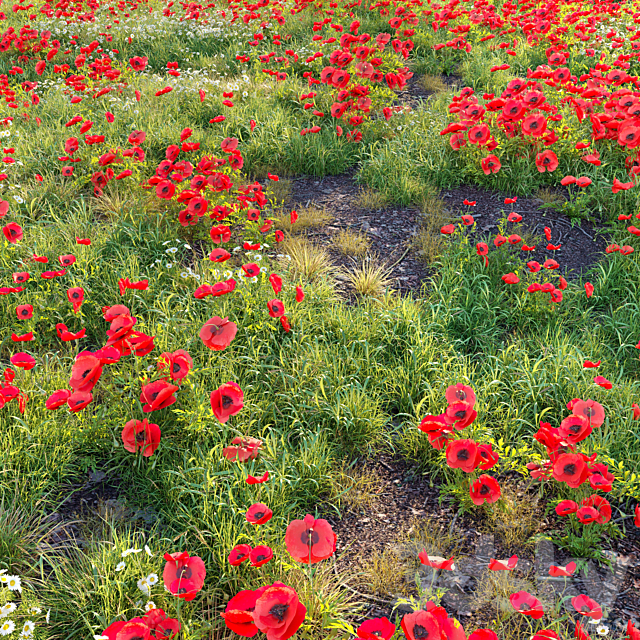 Poppy flower field 3ds Max - thumbnail 2