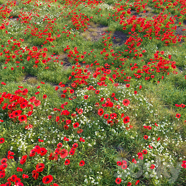 Poppy flower field 3ds Max - thumbnail 3