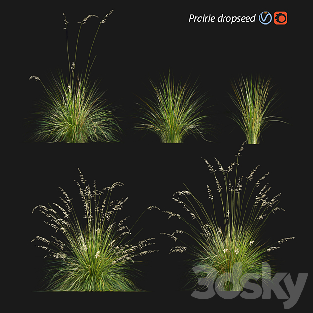 Prairie dropseed | Sporobolus heterolepis 3ds Max - thumbnail 1