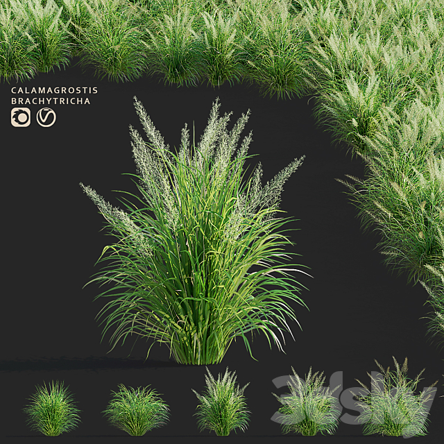 Reed Grass | Calamagrostis brachytricha 3ds Max - thumbnail 1