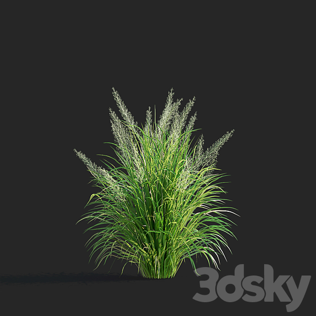 Reed Grass | Calamagrostis brachytricha 3ds Max - thumbnail 2