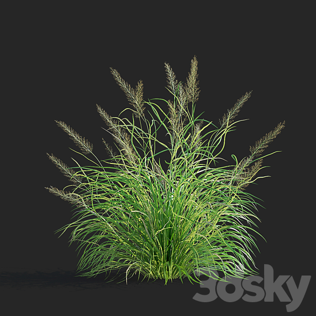 Reed Grass | Calamagrostis brachytricha 3ds Max - thumbnail 3