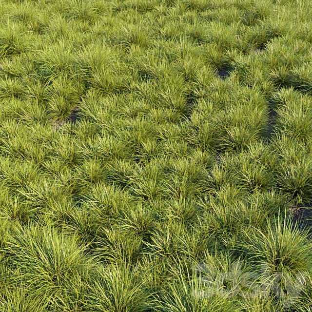 Saw-sedges grass 3DS Max Model - thumbnail 2