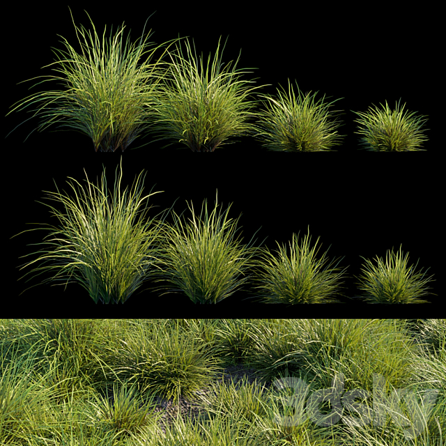 Saw-sedges grass 3DS Max Model - thumbnail 3