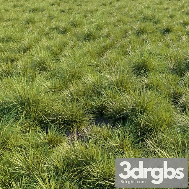 Saw Sedges Grass 3dsmax Download - thumbnail 1