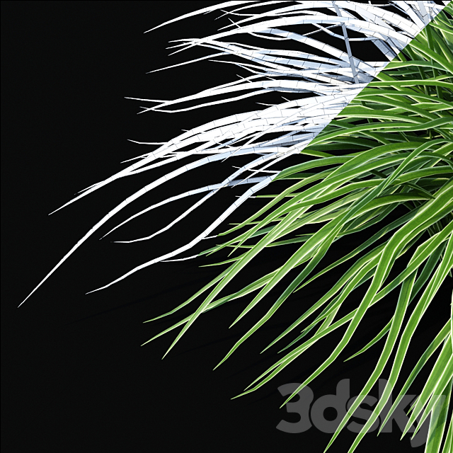 Sedge morrova | Carex morrowii Ice Dance ornamental grass 3DS Max Model - thumbnail 2