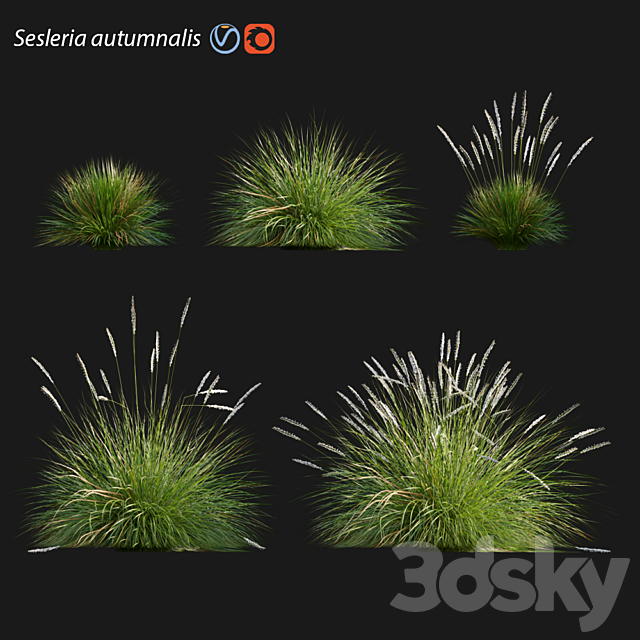 Sesleria autumnalis | Autumn moor grass 3DSMax File - thumbnail 1