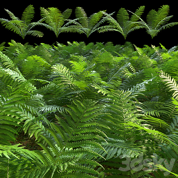 Set of ferns 3DS Max - thumbnail 1