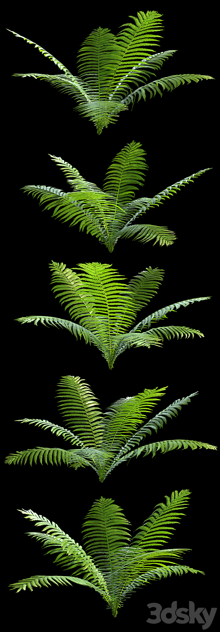Set of ferns 3DS Max - thumbnail 2