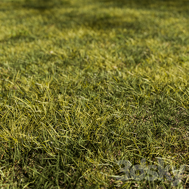 Short Grass Set 31 3ds Max - thumbnail 3