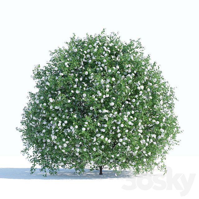 Spiraea shrub 1 3DSMax File - thumbnail 1