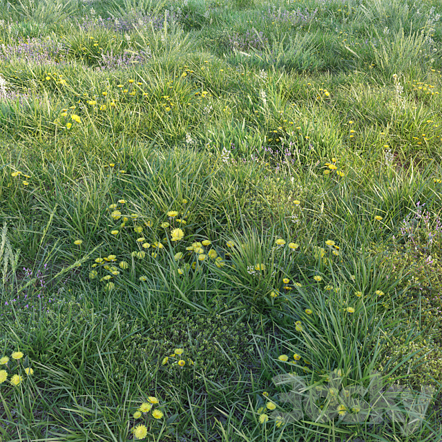 Spring grass with dandelions 3ds Max - thumbnail 1