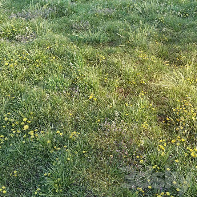 Spring grass with dandelions 3ds Max - thumbnail 2