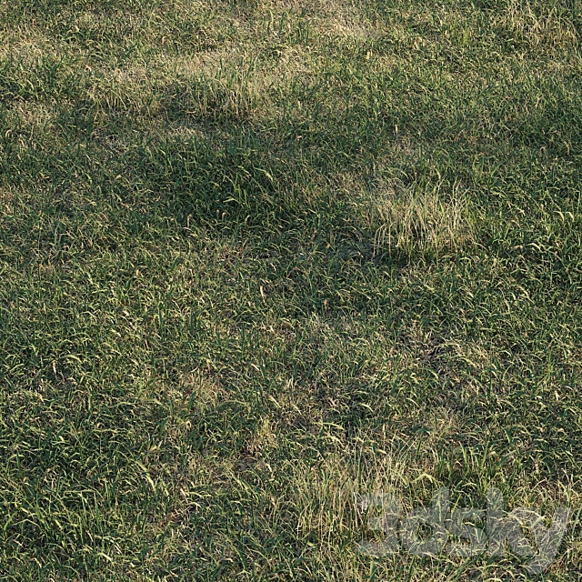 Spring meadow | grass 3DS Max Model - thumbnail 2