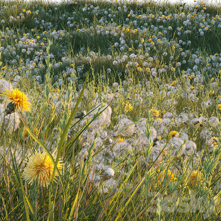 Spring summer field grass with white and yellow dandelions 3DS Max Model - thumbnail 1