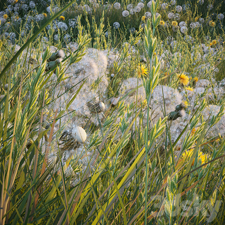 Spring summer field grass with white and yellow dandelions 3DS Max - thumbnail 2