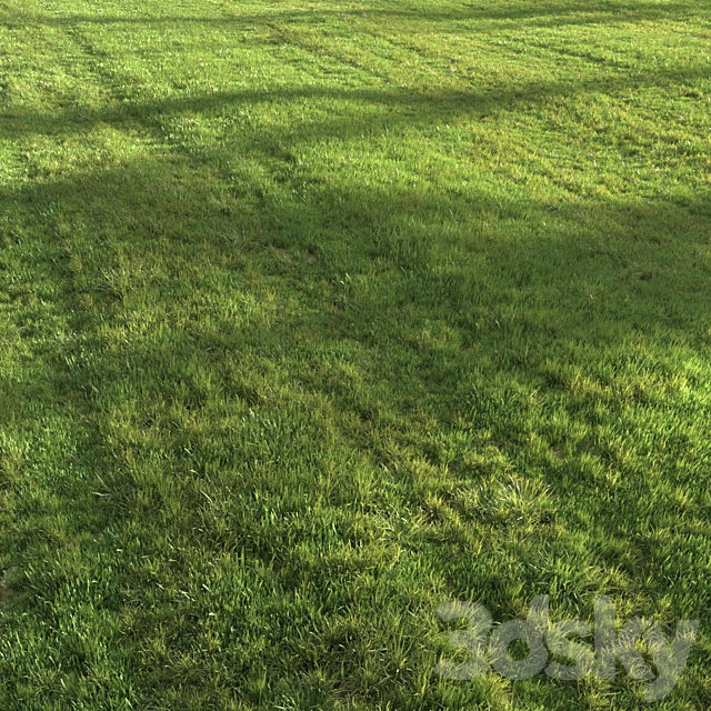 Summer grass 3DS Max Model - thumbnail 2