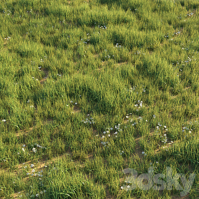 Uncut grass lawn 3DS Max Model - thumbnail 2