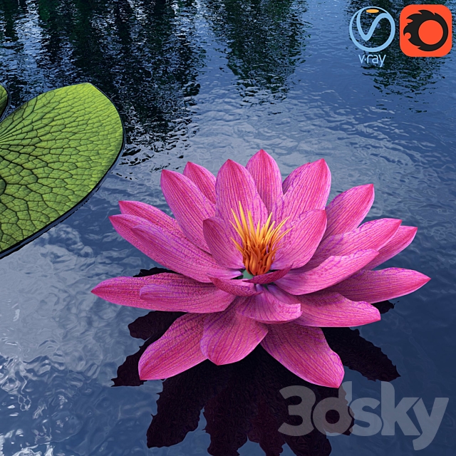 Water lily – Water lily 3DS Max Model - thumbnail 2