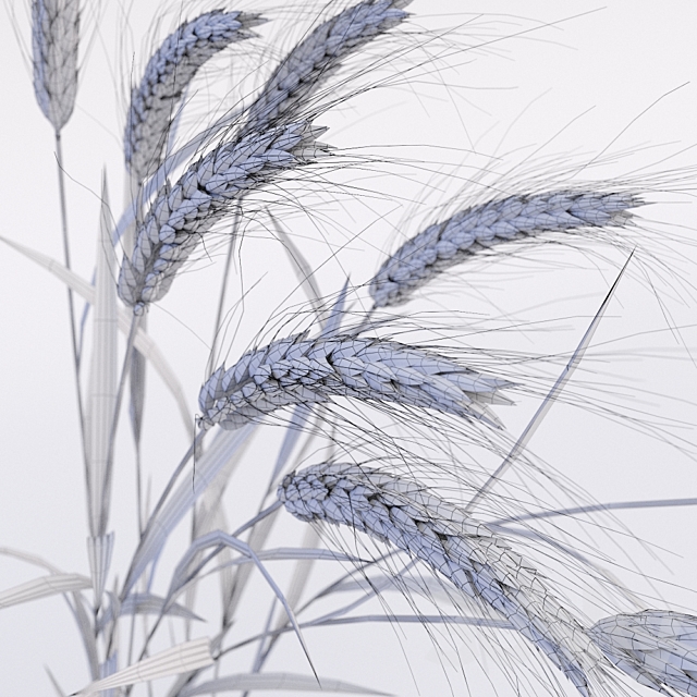 Wheat 3DS Max Model - thumbnail 3