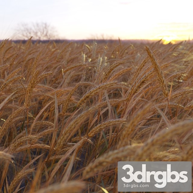 Wheat Plant 3dsmax Download - thumbnail 1