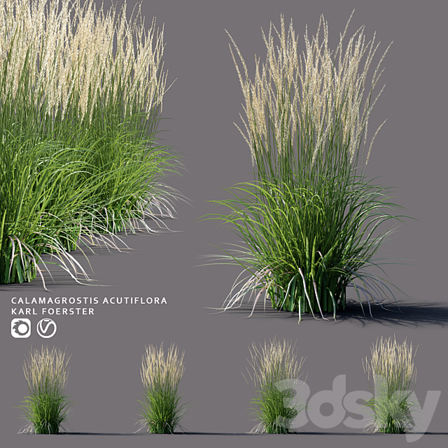 White reed grass | Calamagrostis acutiflora Karl Foerster 3ds Max - thumbnail 1