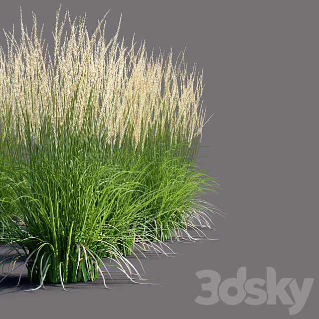 White reed grass | Calamagrostis acutiflora Karl Foerster 3ds Max - thumbnail 2