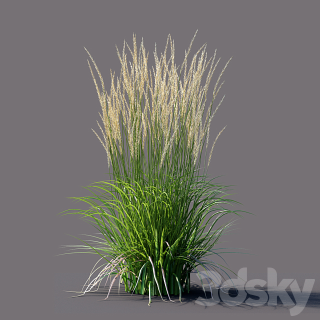 White reed grass | Calamagrostis acutiflora Karl Foerster 3ds Max - thumbnail 3