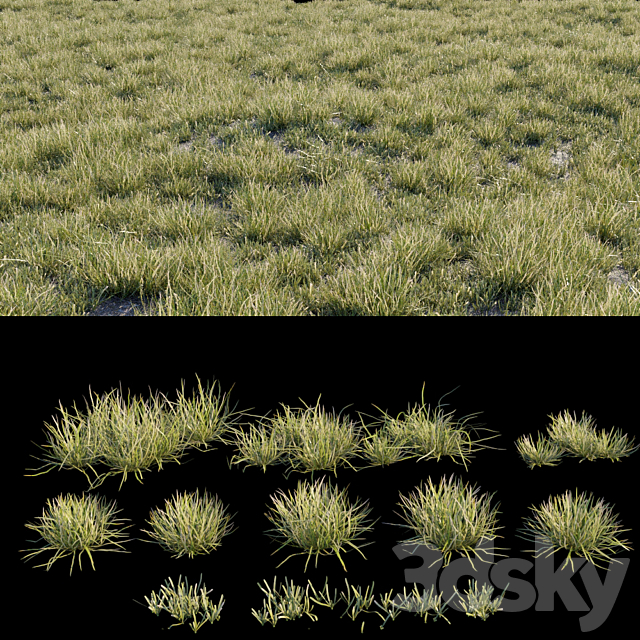 Wild grass 3DS Max Model - thumbnail 3