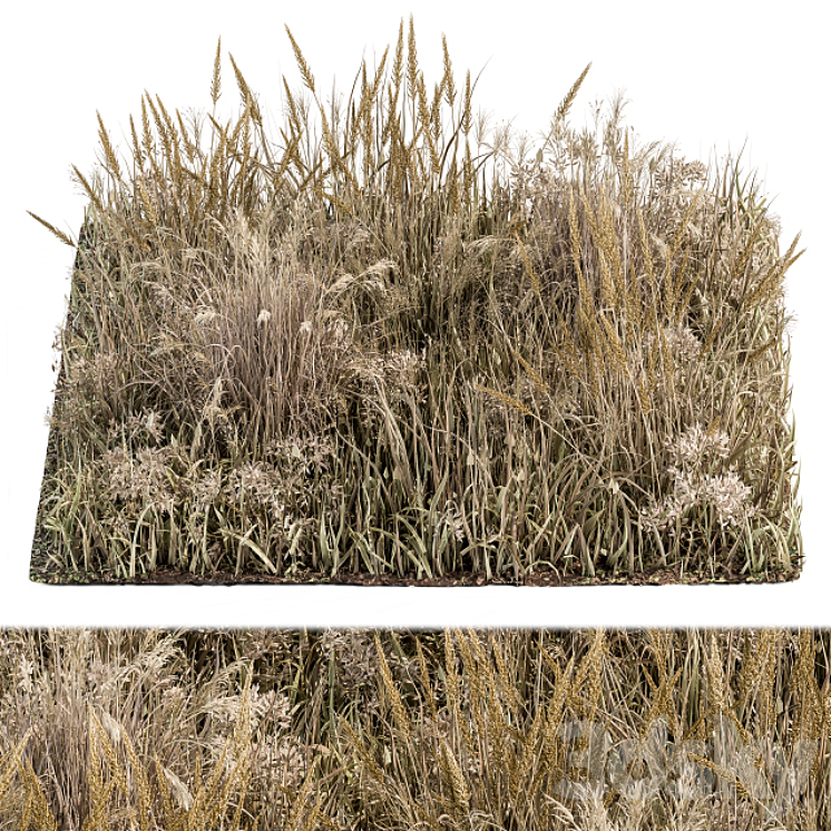 Wild Grass Dried and Wheat – Grass Set 04 3DS Max - thumbnail 1
