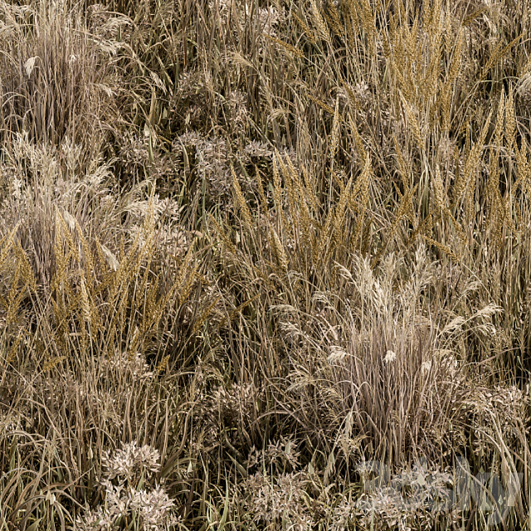 Wild Grass Dried and Wheat – Grass Set 04 3DS Max - thumbnail 2