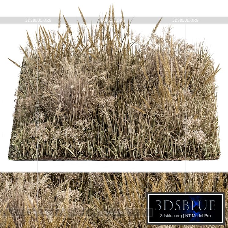 Wild Grass Dried and Wheat – Grass Set 04 3DS Max - thumbnail 3