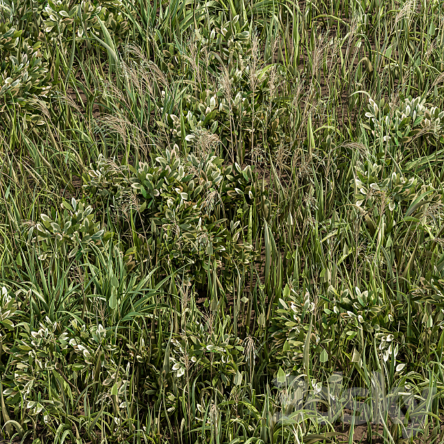 Wild Grass Green – Grass Set 01 3DS Max Model - thumbnail 3