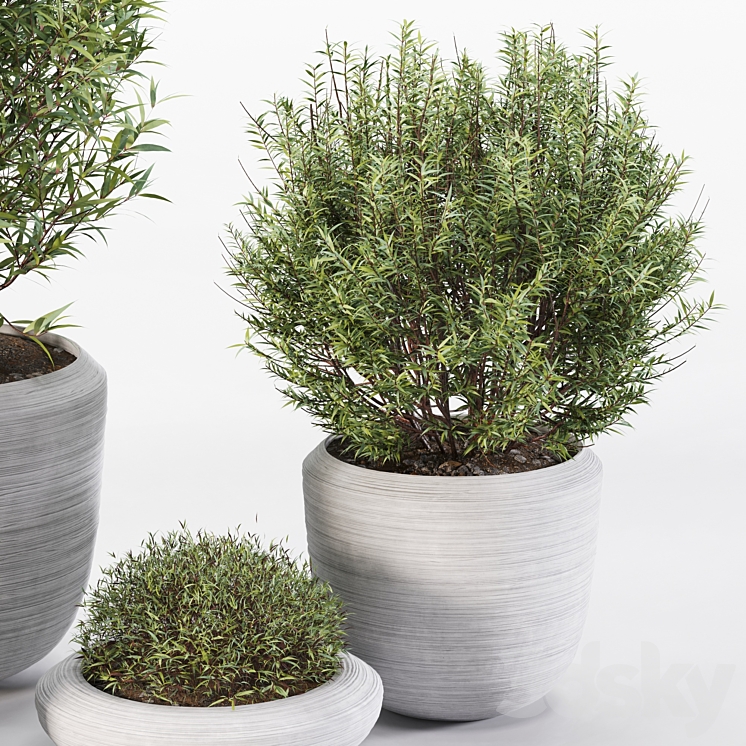 4 Pot Rosemary 3DS Max Model - thumbnail 2