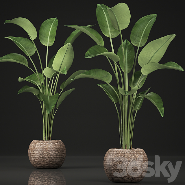 A beautiful decorative lush Strelitzia flower in a round rattan basket. Set 456. 3DS Max Model - thumbnail 2