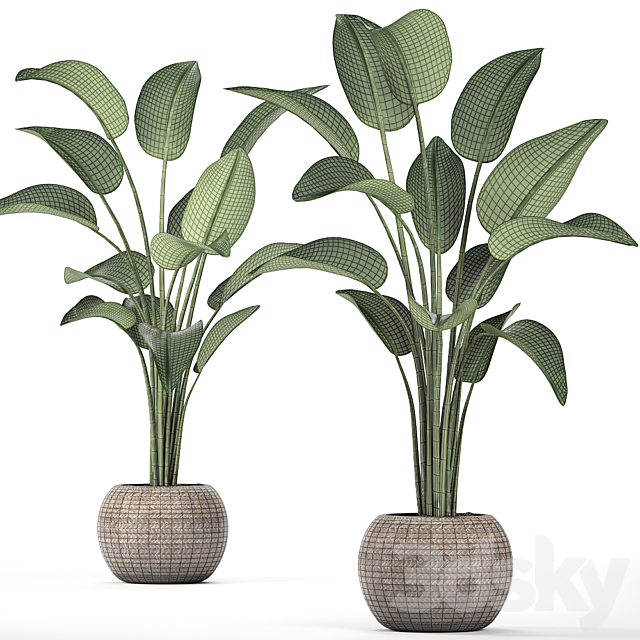 A beautiful decorative lush Strelitzia flower in a round rattan basket. Set 456. 3DS Max Model - thumbnail 4