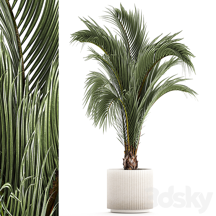 A beautiful indoor palm tree in a modern Areca pot Hovea. 1225 3DS Max Model - thumbnail 3