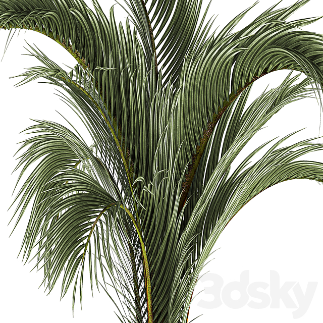 A beautiful indoor palm tree in a modern Areca pot Hovea. 1225 3DS Max Model - thumbnail 3