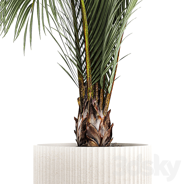 A beautiful indoor palm tree in a modern Areca pot Hovea. 1225 3DS Max Model - thumbnail 4