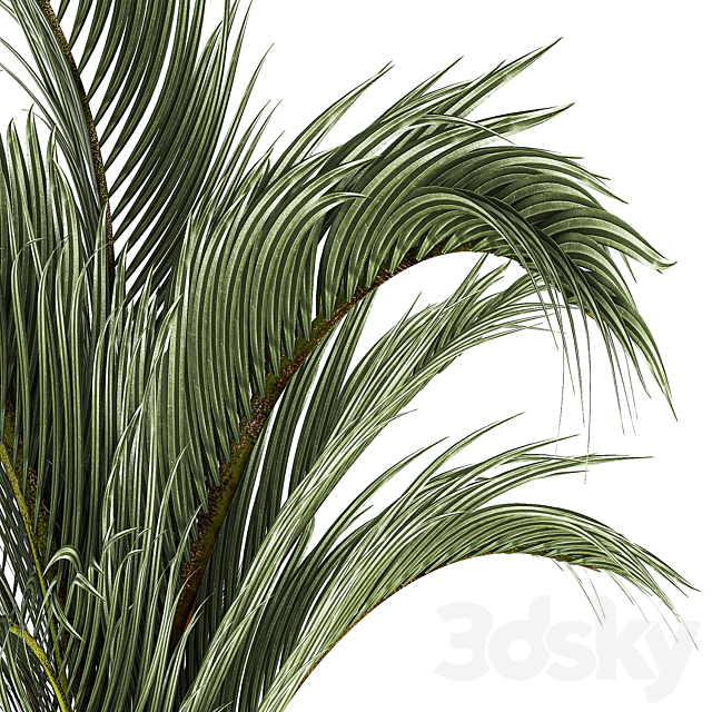 A beautiful indoor palm tree in a modern Areca pot Hovea. 1225 3DS Max Model - thumbnail 5