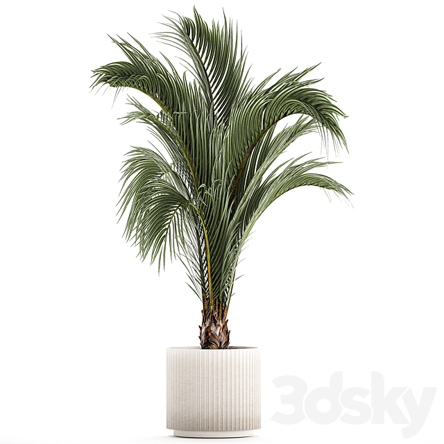 A beautiful indoor palm tree in a modern Areca pot Hovea. 1225 3DS Max Model - thumbnail 6