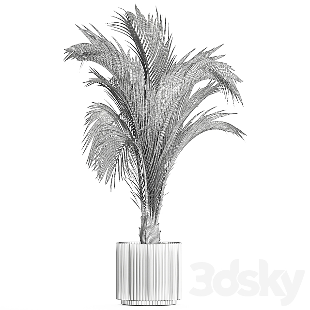 A beautiful indoor palm tree in a modern Areca pot Hovea. 1225 3DS Max Model - thumbnail 7